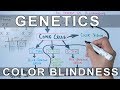 Genetics of Colorblindness
