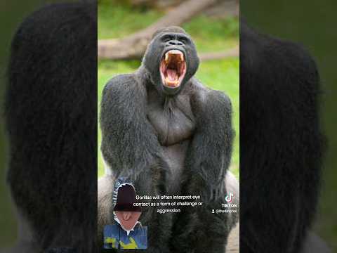 A Gorilla Horror Story
