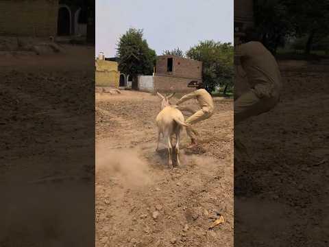 Donkey Rider ๐ด๐๐ #comedy #funny #foryou #reels