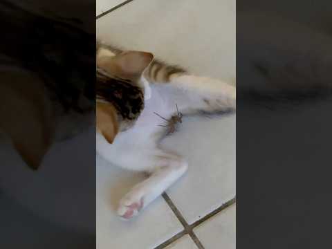 Une araignée fait un tour de magie au chaton ! #chaton #chat #chatfou #cat #animaux #chatdrole