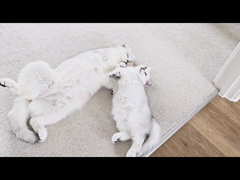 Mom cat and daughter sleep so cute, purr and meow together 🥰