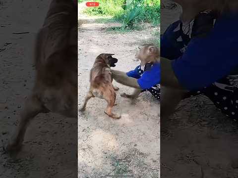 The monkey is playing with the dog.๐ฅ๐ฅ๐ฅ๐๐๐๐๐ฉ๐ต๐๐๐๐ถ