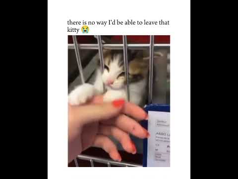 😢 Dont Leave Her 😞 #cats #funnyanimals #youtube