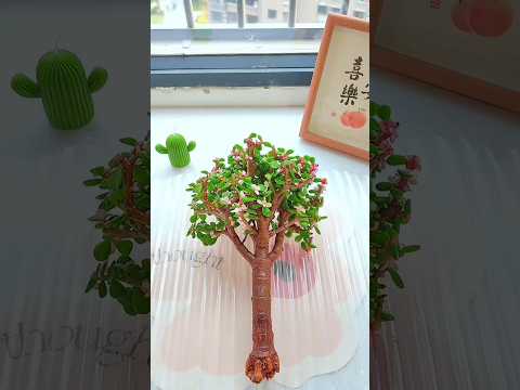 Plantmoare Jade Plant 😱