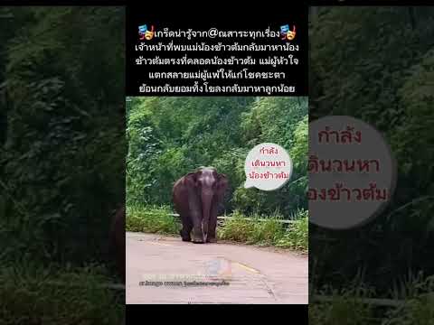 แม่กลับมาหาข้าวต้ม❗️