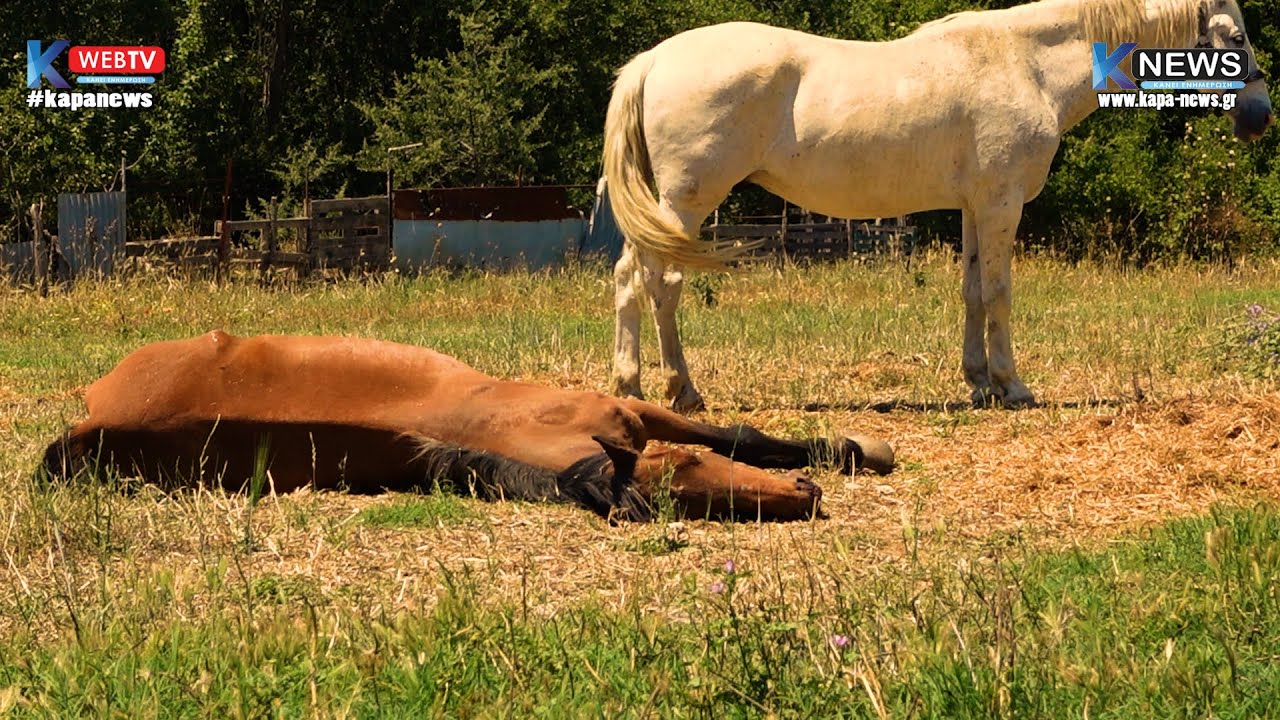 Εκτός ελέγχου πλέον η κατάσταση με τ’ αδέσποτα στην Σφενδάμη Πιερίας – Αυτή την φορά θύμα τους ένα άλογο