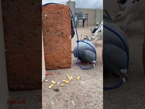 #pigeon #trap ?️