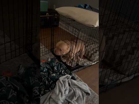 Rolls likes to go in his crate by himself but get stuck because he’s too scared to come out #shorts