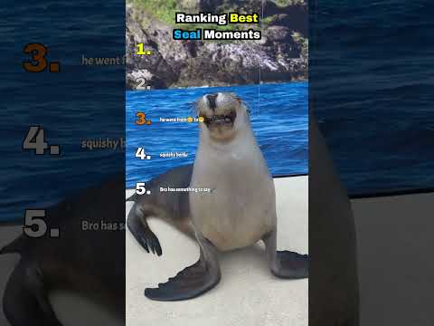 Funniest Seal Moments Ever 🦭😭
