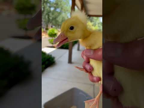Cute little duck
