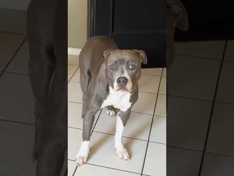 Si cara del perro 🤣