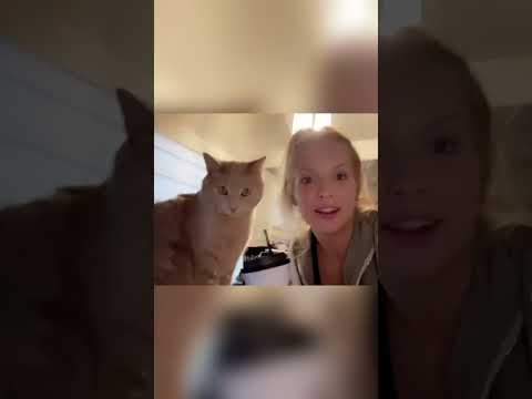Cat’s ability to imitate👍👍