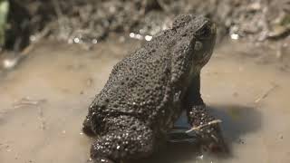 Introduced Species  – When Unwelcome Guests Change the Balance