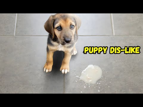 A guide: My puppies dislikes