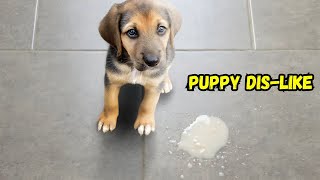 A guide: My puppies dislikes