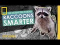 Raccoon Behavior and Cognition