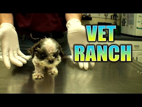 Neglected Shih Tzu Puppy
