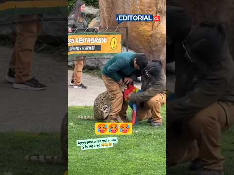 Accident Poor Parrot #accident #video #shorts #viral #reels #youtubeshorts #viralshorts #animals
