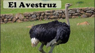 Las Avestruces. Características y curiosidades.