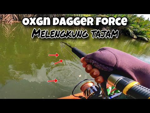 Tes joran terbaru OXGN Dagger Force langsung dibuat melengkung tajam oleh ikan predator muara