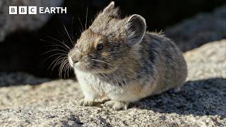 How Butterflies, Hummingbirds & Pikas Brave Yellowstone's Harsh Summers | BBC Earth