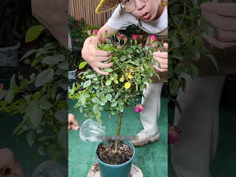 🌱 घर की इन FREE चीजों से पौधों में आएंगे इतने फूल और फल कि देखकर चौंक जाओगे! #homegardening