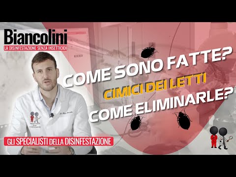 Cimici Del Letto Come Debellarle
