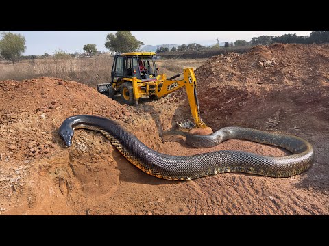 Jcb 3dx Backhoe Machine Mahindra Swaraj New Eicher Sonalika Tractor Over LoadingTrolley Truck video