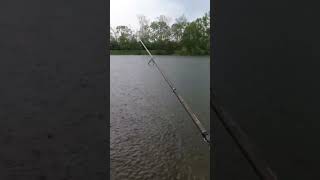 CARP on a Crappie Bait!! #crappiefishing #indiana #carp #truenorth #outdooradventures #shorts