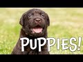 Puppies: A Journey from Birth to Adulthood