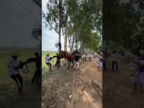 #shortvideo #youtube