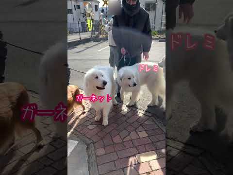 超大型犬のソックリ姉妹が大喧嘩しちゃいました。　#shorts