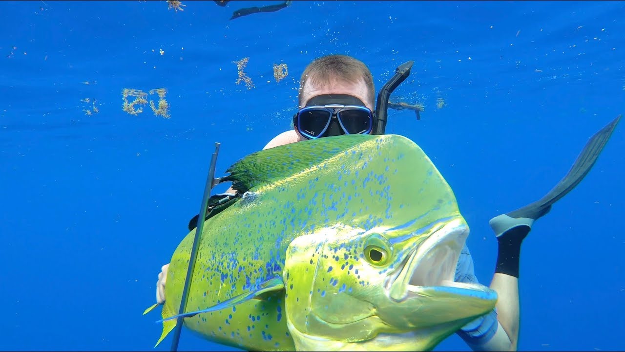 Spearfishing For Bull Dolphin Catch Clean Cook Gourmet Dorado Fingers