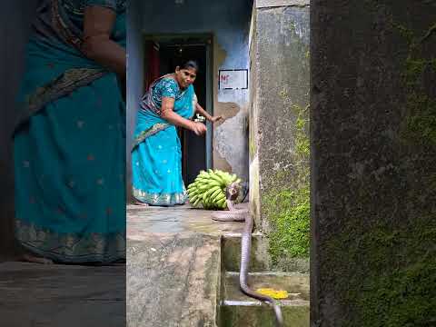 केले के केंद में छुपा था जहरीला सांप😯#sortviral #villagerlifestyle #cobra #youtubeshorts #snake