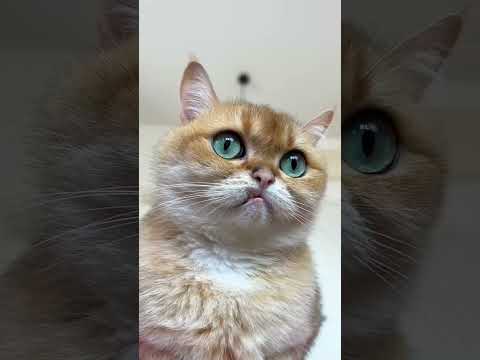 🐱 Cat in the Hat? More Like Cat vs the Hat! #cats #prank #funnypets