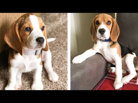 These Cute Beagle Baby Are Adorable 😍 Watch It All To See What You're Doing 🐶 😋 | Cute Puppies