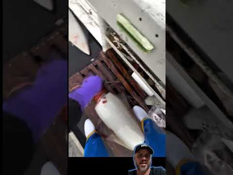 Ele pescou duas lulas gigantes e fez a quebra do axônio #aquarium #ocean #curiosidades