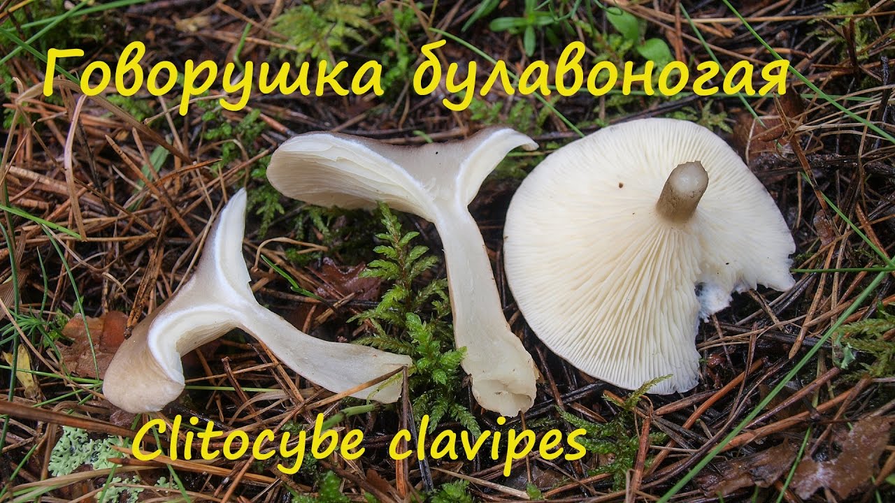 Говорушка булавоногая не дружит с алкоголем