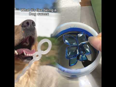 I don’t own my dog, she owns me #dog#funn #tiktokuni #fypシ゚viral #pov #asmr#funny