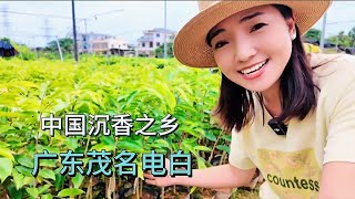 2184集:小微自驾到广东茂名，带大家看电白沉香，奇楠沉香用处真多 一个人自驾去海南，走走停停每天进步一点点#自驾游 #沉香 #茂名