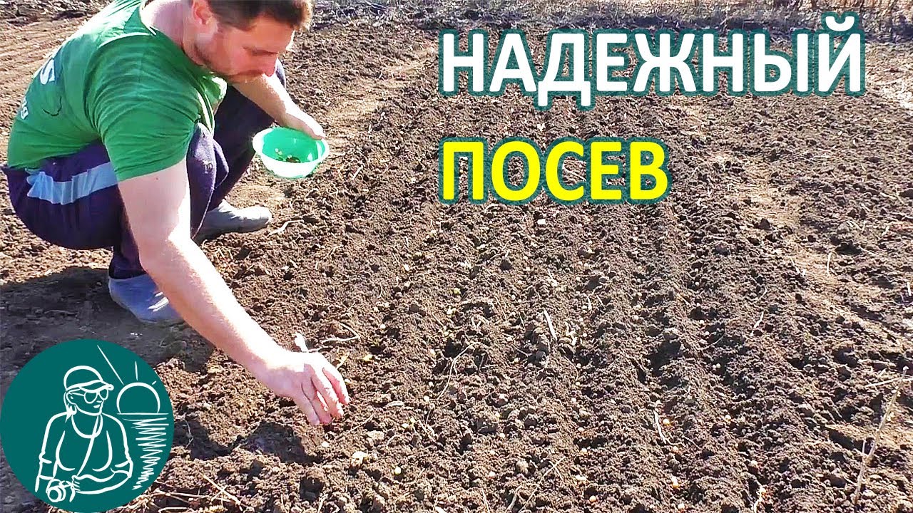 Посадка гороха и редиса посев и выращивание овощей по технологии гордеевых