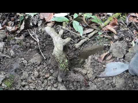 YAMADORI/Naturl Bonsai 美男カズラ   ♯653