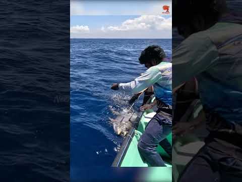 Catching 97kg Yellowfin Tuna Using Live Rosy Snapper Fish