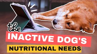 Understanding Your Dog's Nutritional Needs: The Inactive Dog