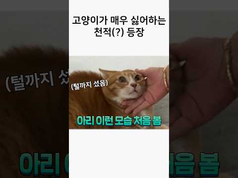 아리가 유일하게 무서워하는 존재