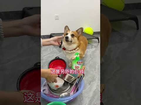 I have to cheat my money when washing dishes, but I have to wash some little Corgi's daily life
