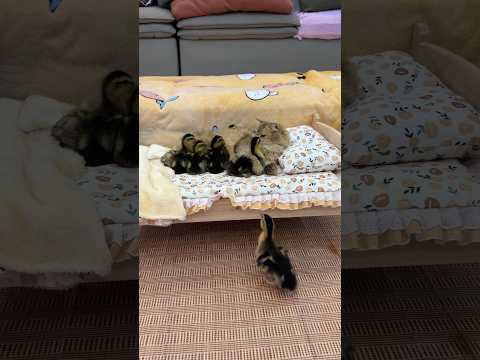 Funny cat posing as mother duck. Lovely duckling (click to watch the full version)