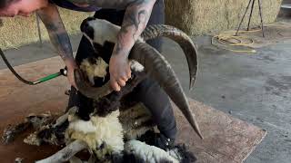 This Horned Ram Was Hard to Position for Shearing