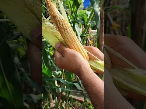 Hicimos guapitos o tamales  cosecha  de maíz #viral #maiz #campo #cosecha