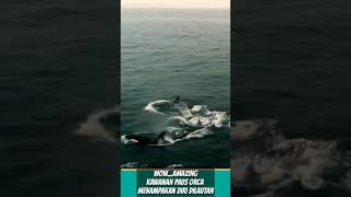 Kawanan Paus Orca Menjelajahi Lautan - Paus Orca #shorts